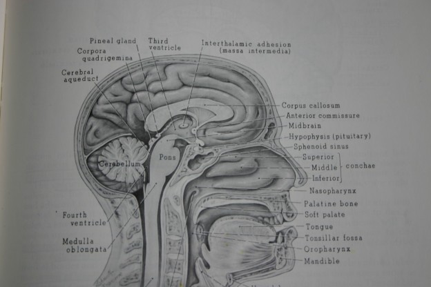 trauma changes the brain